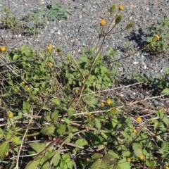 Bidens pilosa (Cobbler's Pegs, Farmer's Friend) at Banks, ACT - 31 Mar 2020 by MichaelBedingfield