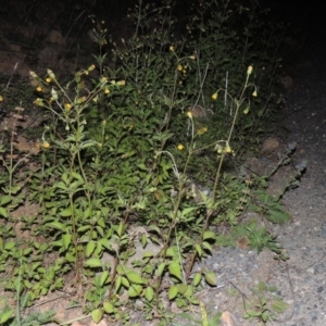 Bidens pilosa at Banks, ACT - 31 Mar 2020