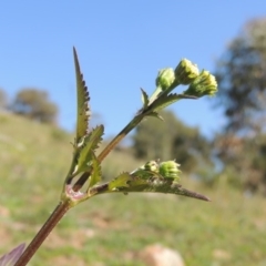 Bidens pilosa (Cobbler's Pegs, Farmer's Friend) at Banks, ACT - 31 Mar 2020 by MichaelBedingfield