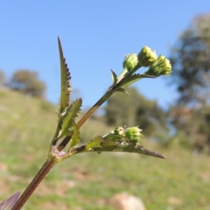 Bidens pilosa at Banks, ACT - 31 Mar 2020