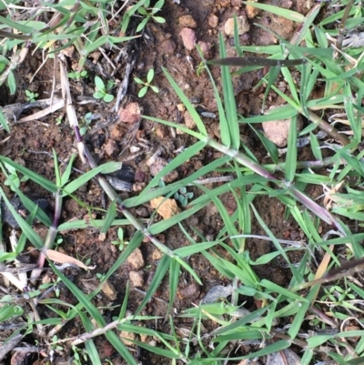 Cynodon dactylon (Couch Grass) at Majura, ACT - 30 Mar 2020 by JaneR