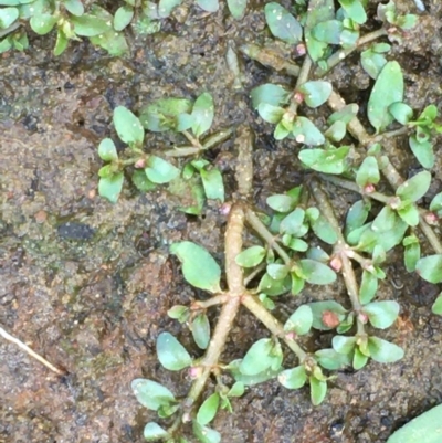 Elatine gratioloides (Waterwort) at Mount Ainslie - 30 Mar 2020 by JaneR