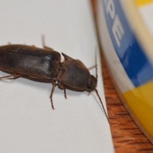 Monocrepidus sp. (genus) at Wamboin, NSW - 24 Jan 2020