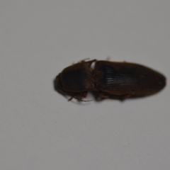Monocrepidus sp. (genus) (Click beetle) at Wamboin, NSW - 24 Jan 2020 by natureguy