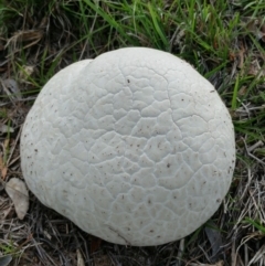 Calvatia sp. (a puffball ) at Dunlop, ACT - 19 Mar 2020 by sangio7