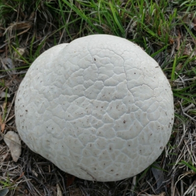 Calvatia sp. (a puffball ) at Dunlop, ACT - 19 Mar 2020 by sangio7