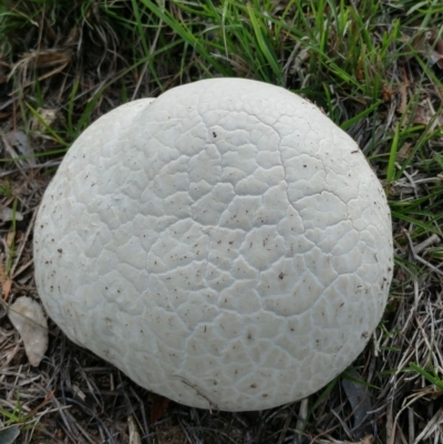 Calvatia sp. (a puffball ) at Dunlop, ACT - 18 Mar 2020 by sangio7