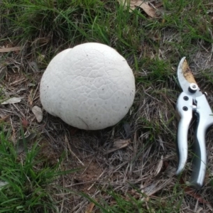 Calvatia sp. at Dunlop, ACT - 19 Mar 2020 10:07 AM