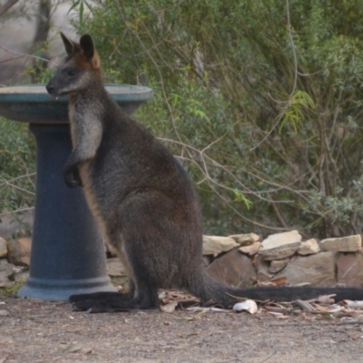 Wallabia bicolor (Swamp Wallaby) at Wamboin, NSW - 29 Jan 2020 by natureguy