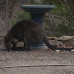 Wallabia bicolor at Wamboin, NSW - 29 Jan 2020