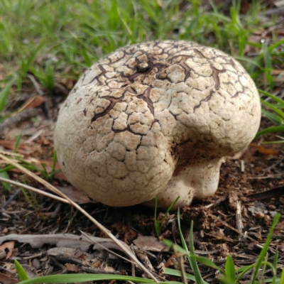 Calvatia sp. (a puffball ) at The Pinnacle - 19 Mar 2020 by sangio7