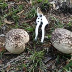 Calvatia sp. at Dunlop, ACT - 19 Mar 2020 10:10 AM