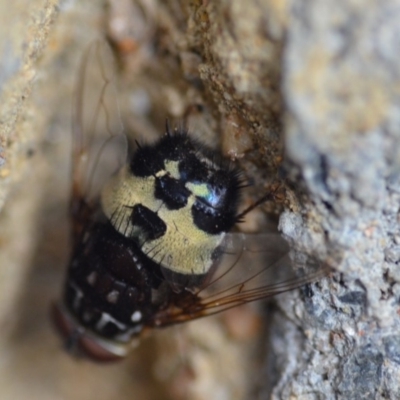 Formosia (Euamphibolia) speciosa (Bristle fly) at Wamboin, NSW - 30 Jan 2020 by natureguy