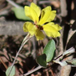 Goodenia hederacea subsp. hederacea at Gundaroo, NSW - 23 Mar 2019 10:30 AM