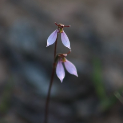 Eriochilus cucullatus (Parson's Bands) at Gundaroo, NSW - 30 Mar 2019 by Gunyijan