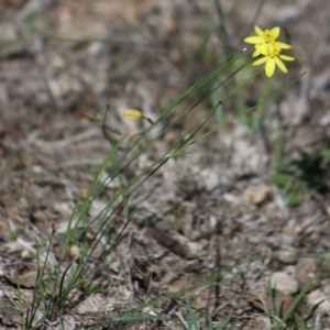 Tricoryne elatior at Gundaroo, NSW - 22 Mar 2019 12:41 PM