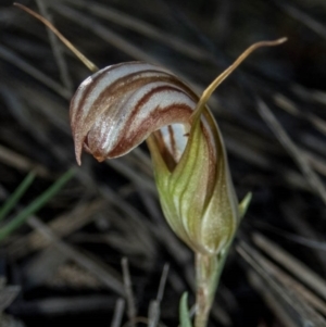 Diplodium truncatum at Jerrabomberra, NSW - 31 Mar 2020