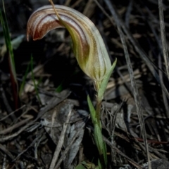 Diplodium truncatum at Jerrabomberra, NSW - suppressed