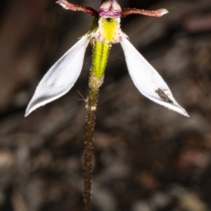 Eriochilus cucullatus at Bruce, ACT - 31 Mar 2020