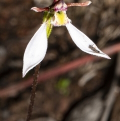 Eriochilus cucullatus at Bruce, ACT - 31 Mar 2020