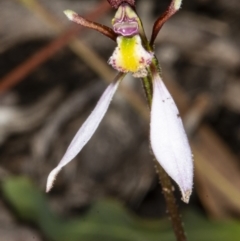 Eriochilus cucullatus at Bruce, ACT - 31 Mar 2020