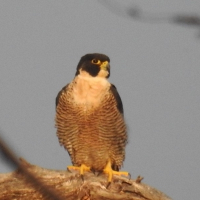 Falco peregrinus (Peregrine Falcon) at Tuggeranong DC, ACT - 1 Apr 2020 by HelenCross