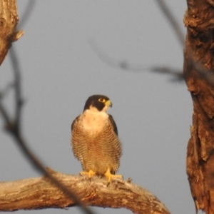 Falco peregrinus at Tuggeranong DC, ACT - 1 Apr 2020