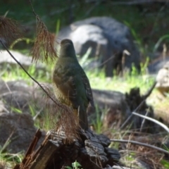 Ptilonorhynchus violaceus (Satin Bowerbird) at Isaacs, ACT - 27 Mar 2020 by Mike