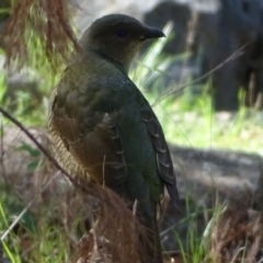 Ptilonorhynchus violaceus at Isaacs, ACT - 27 Mar 2020