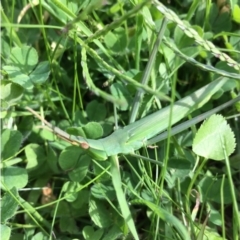 Acrida conica (Giant green slantface) at Lower Boro, NSW - 30 Mar 2020 by mcleana