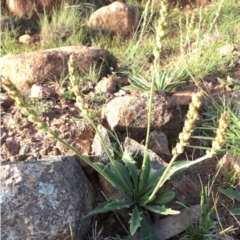 Plantago varia (Native Plaintain) at Boro, NSW - 30 Mar 2020 by mcleana