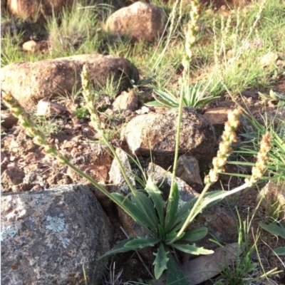 Plantago varia (Native Plaintain) at Boro, NSW - 30 Mar 2020 by mcleana