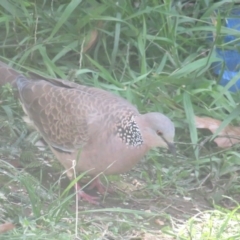 Spilopelia chinensis (Spotted Dove) at Curtin, ACT - 31 Mar 2020 by BenW