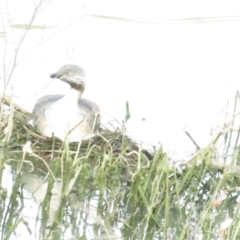 Poliocephalus poliocephalus (Hoary-headed Grebe) at Stromlo, ACT - 28 Mar 2020 by BenW