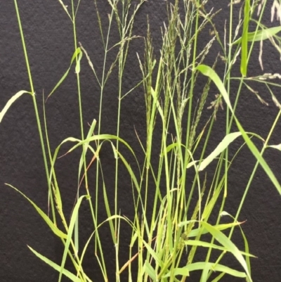 Eragrostis mexicana (Mexican Lovegrass) at Lower Boro, NSW - 31 Mar 2020 by mcleana