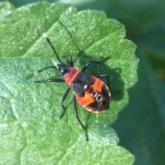 Dindymus versicolor (Harlequin Bug) at Yarralumla, ACT - 1 Apr 2020 by PeterA