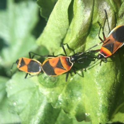 Dindymus versicolor (Harlequin Bug) at Yarralumla, ACT - 1 Apr 2020 by PeterA