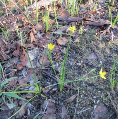 Hypoxis hygrometrica (Golden Weather-grass) at Weetangera, ACT - 16 Mar 2020 by sangio7