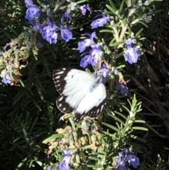 Belenois java (Caper White) at Hughes, ACT - 1 Apr 2020 by ruthkerruish