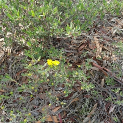 Hibbertia obtusifolia (Grey Guinea-flower) at Dunlop, ACT - 31 Mar 2020 by sangio7