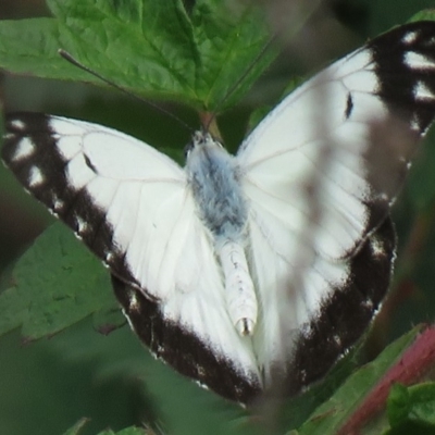 Belenois java (Caper White) at Coree, ACT - 1 Apr 2020 by SandraH