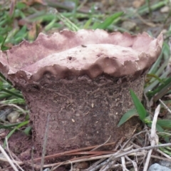 Calvatia cyathiformis at Coree, ACT - 31 Mar 2020 by SandraH