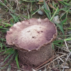 Calvatia cyathiformis at Coree, ACT - 1 Apr 2020