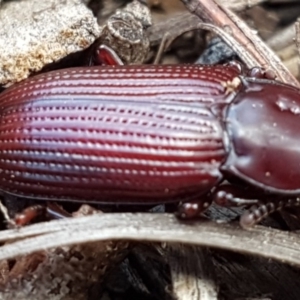 Meneristes australis at Weetangera, ACT - 1 Apr 2020 12:36 PM