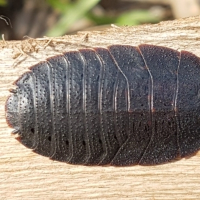 Laxta granicollis (Common bark or trilobite cockroach) at Hawker, ACT - 1 Apr 2020 by trevorpreston