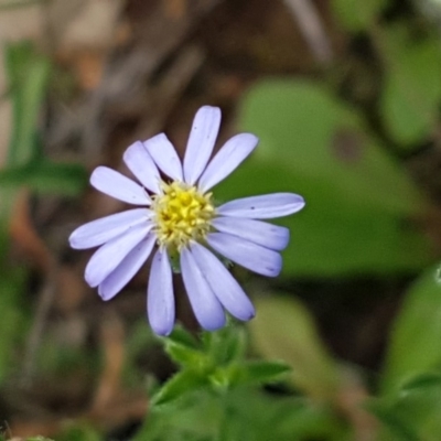 Vittadinia cuneata var. cuneata (Fuzzy New Holland Daisy) at Molonglo Valley, ACT - 1 Apr 2020 by tpreston