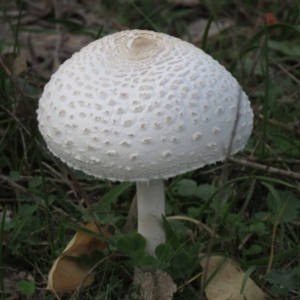 Macrolepiota dolichaula at Coree, ACT - 1 Apr 2020