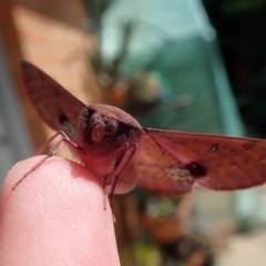 Oenochroma vinaria (Pink-bellied Moth, Hakea Wine Moth) at Spence, ACT - 1 Apr 2020 by Laserchemisty