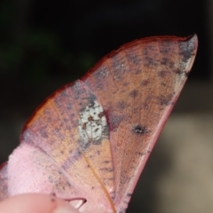 Oenochroma vinaria at Spence, ACT - 1 Apr 2020