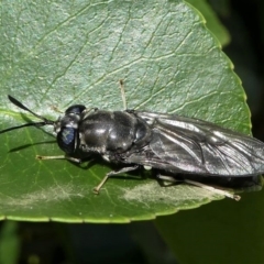 Hermetia illucens at Kambah, ACT - 1 Apr 2020 01:32 PM